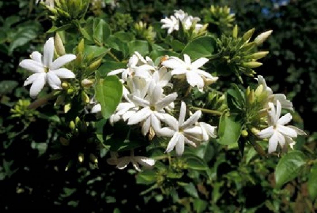 Jasmine Flowers in Bloom Madagascar Canvas Art - Michele Molinari DanitaDelimont (36 x 25)