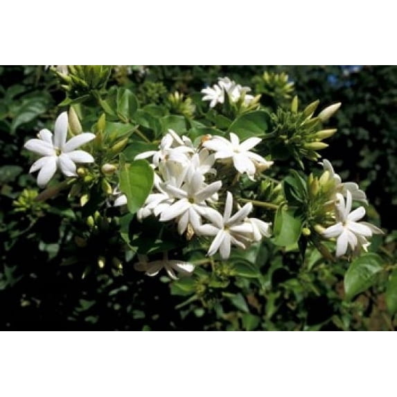 Jasmine Flowers in Bloom, Madagascar Poster Print by Michele Molinari (18 x 12)