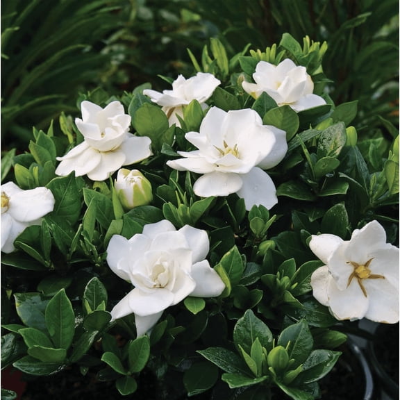 Jasmine Frostproof Plant Live for Planting, Fragrant Jasmine Flowering Vine, Frost Proof Plant Cape Jasmine Plant, 4-6 Inch Tall, No Pot
