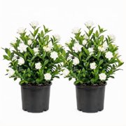 Jasmine Gardenia August Beauty Starter Plants, Fragrant Blooms, Full Sun, USDA Zones 8-11, Ships Bare Root, No Pot - Set of 2