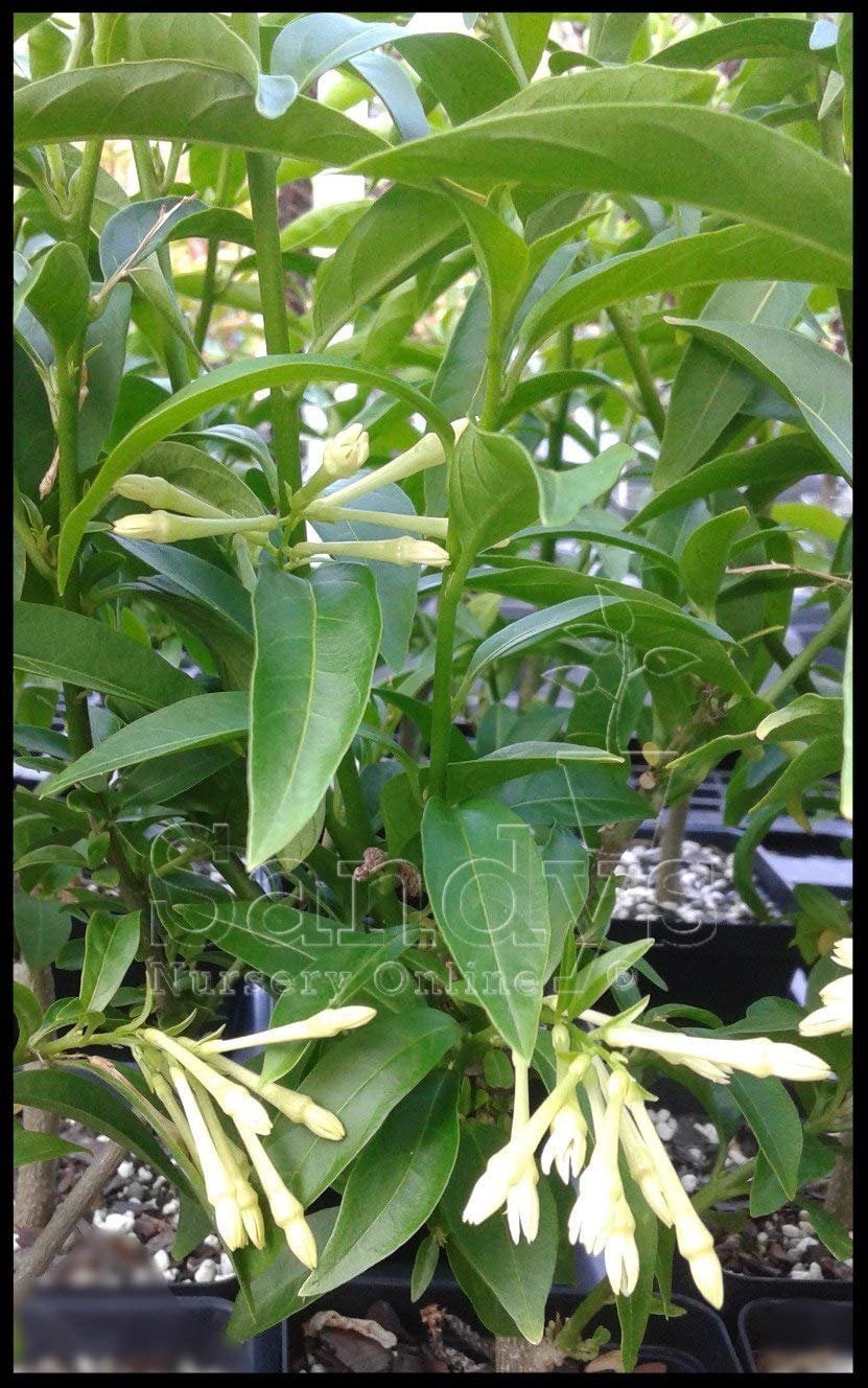 Organic Night Blooming Jasmine cestrum Nocturnum Plant Grown in 4 Inch Pot  -  Canada