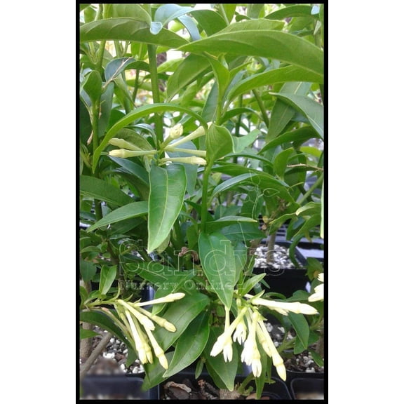 Jasmine Night Blooming Cestrum nocturnum Starter Plant, Lot of 2