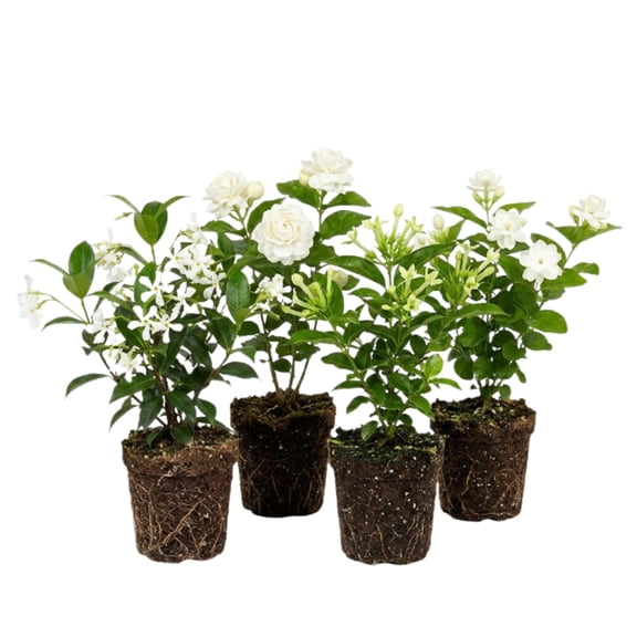 Jasmine Plant, Fragrant Jasmine Flower Vine 4-8 Inches Well Rooted for Container, Hanging Basket Growing (Random Variety)