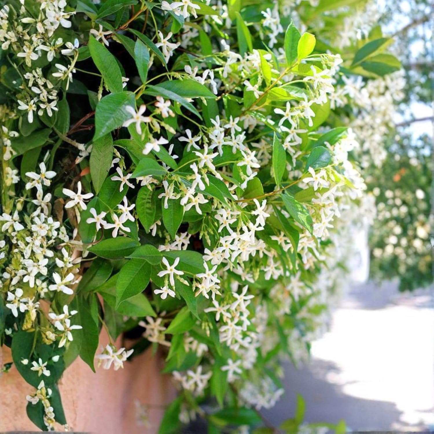 Potted Jasmine