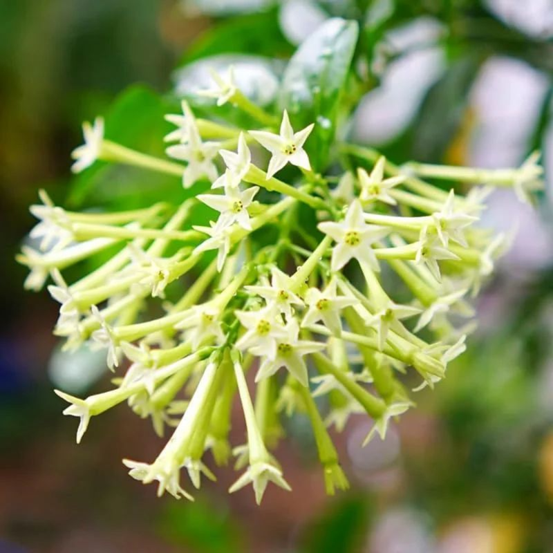 Jasmine Plants Live, Flowering Fragrant Cestrum nocturnum Jessamine, Night Blooming Jasmine Seedlings from 4 to 7 Inches Height