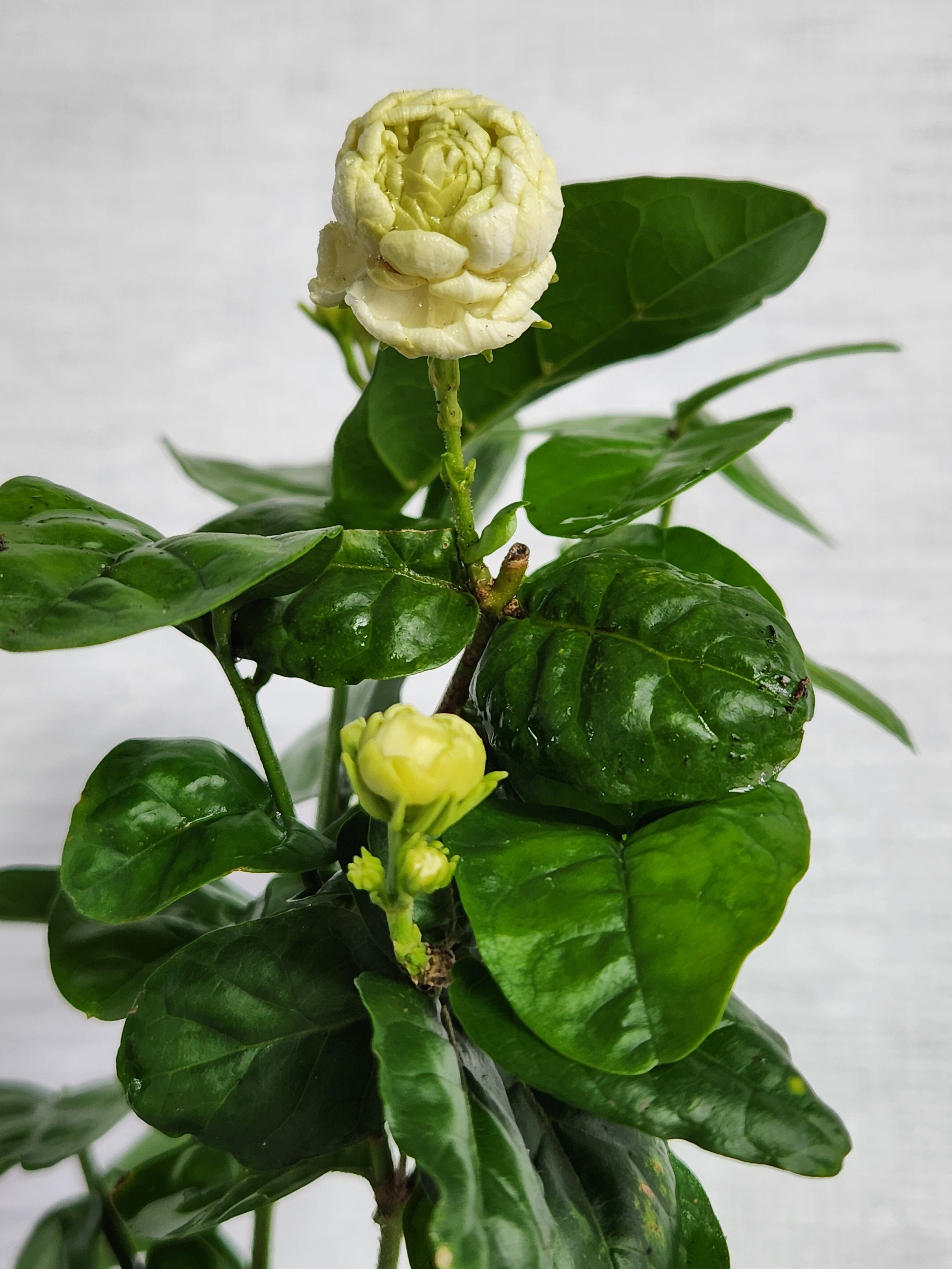 salvia plant Salvia nemorosa 'East Friesland' (Sage) – Perennial Farm Marketplace main image 0