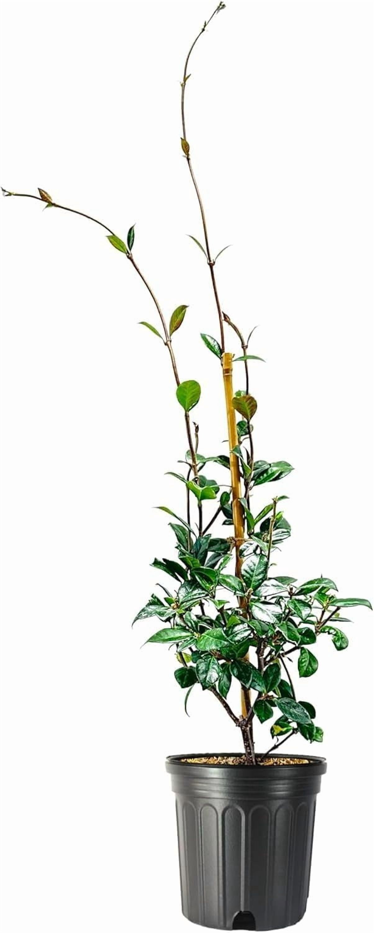 Jasmine Star Confederate I 3 Large Gallon Size Plants I Trachelospermum Jasminoides I Live Fragrant White Star-Shaped Flowers, Perfect for Trellises, Fences, and Arbors