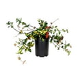 thumbnail image 1 of Jasmine Summer Sunset  1 Live Quart Size Plant  Trachelospermum Asiaticum  Colorful Ground Cover  Ornamental Foliage Plants, 1 of 9