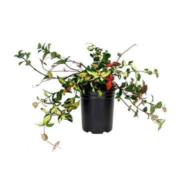 Jasmine Summer Sunset  1 Live Quart Size Plant  Trachelospermum Asiaticum  Colorful Ground Cover  Ornamental Foliage Plants