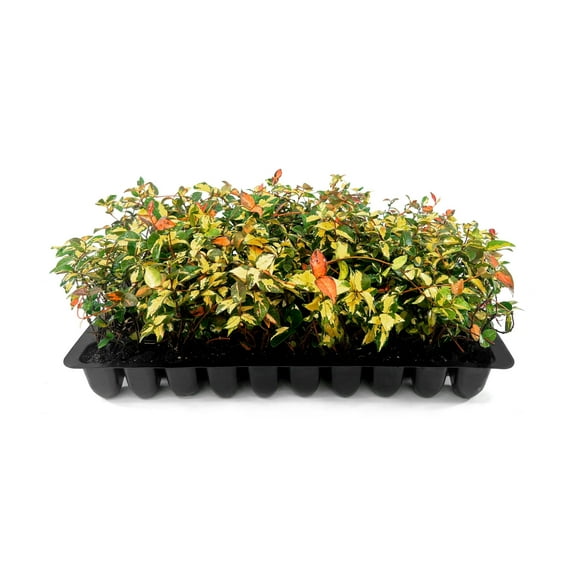 Jasmine Summer Sunset - 20 Live Plants - Trachelospermum Asiaticum - Colorful Groundcover Vine