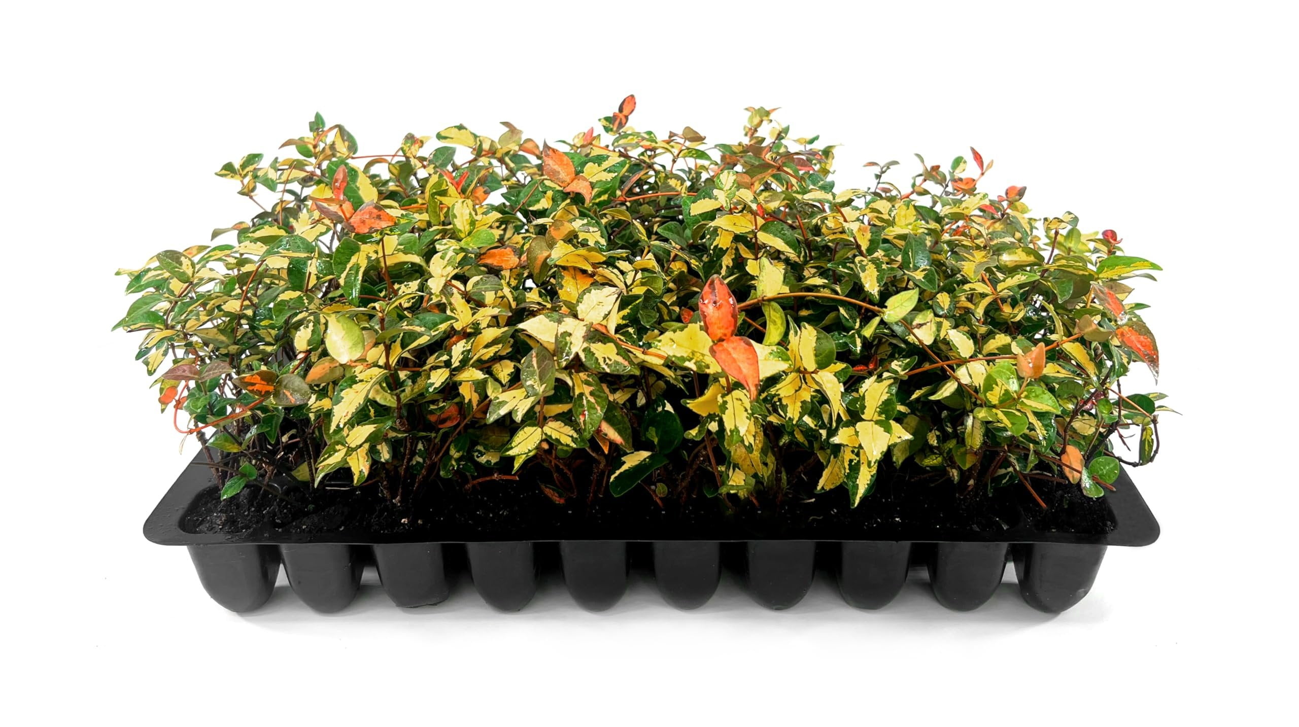 Jasmine Summer Sunset - 30 Live Plants - Trachelospermum Asiaticum - Colorful Groundcover Vine