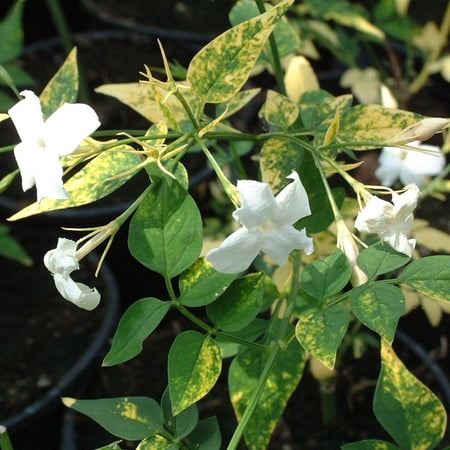 Jasmine–Assorted–Fragrant flowering plant 10" Pot