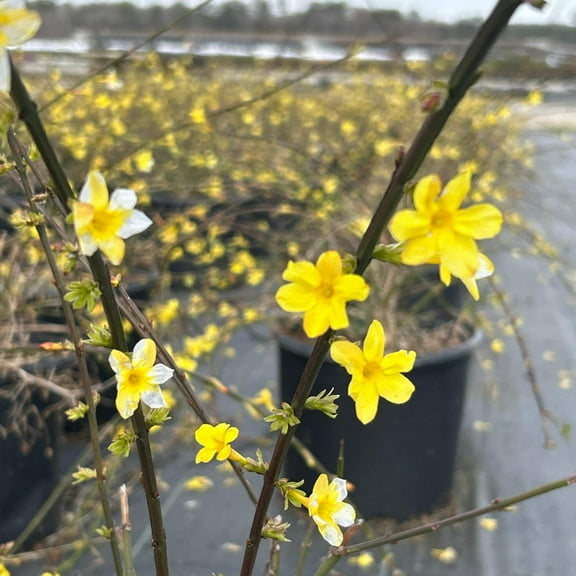 Jasminum Winter Jasmine - 3 Gallon Pot