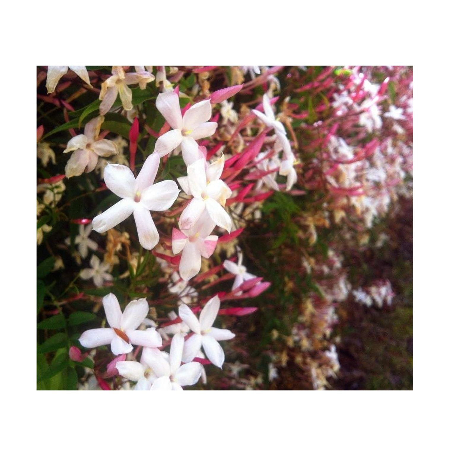 Jasminum polyanthum Jasmine Plant Live Plant in 2 inch Pot