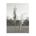 thumbnail image 1 of Jason Johnson 'Ethereal Pampas IV' Canvas Art, 1 of 3