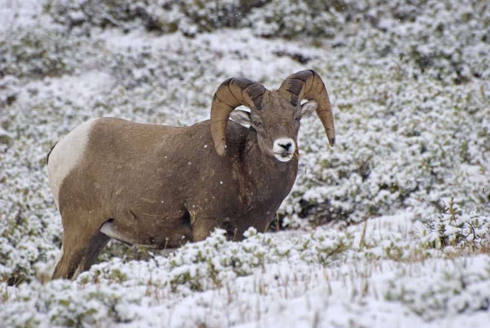Jasper National Park Alberta Canada Bighorn Sheep (Ovis Canadensis) Canvas Art - Philippe Widling  Design Pics (34 x 22)