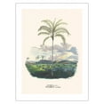 thumbnail image 1 of Jatá Palm Tree (Syagrus Cocoides) - Almeirim Pará Brazil - Vintage Botanical Illustration by Carl Friedrich Philipp von Martius c.1820s - Bamboo Fine Art 290gsm Paper Print (Unframed) 18x24in, 1 of 4