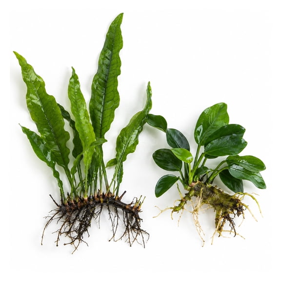 Canton Aquatics Java Fern & Anubias Nana Live Aquarium Plants, Green, 2 Count