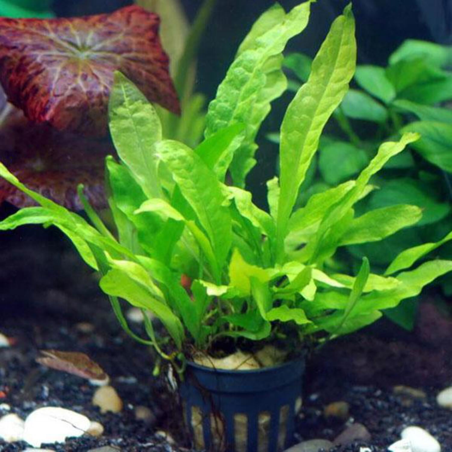Java Fern Aquarium Plants Factory - Walmart.com