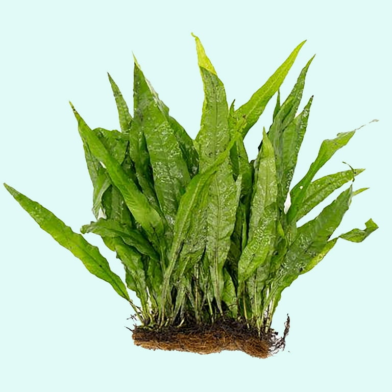 Java Fern Mat (Microsorum Pteropus) on Mat Size: Half Mat Live Aquarium Plants BUY 2 GET 1 Free, Green