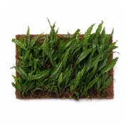 Java Fern Mat (Microsorum Pteropus) on Mat Size: Half Mat Live Aquarium Plants BUY 2 GET 1 FREE