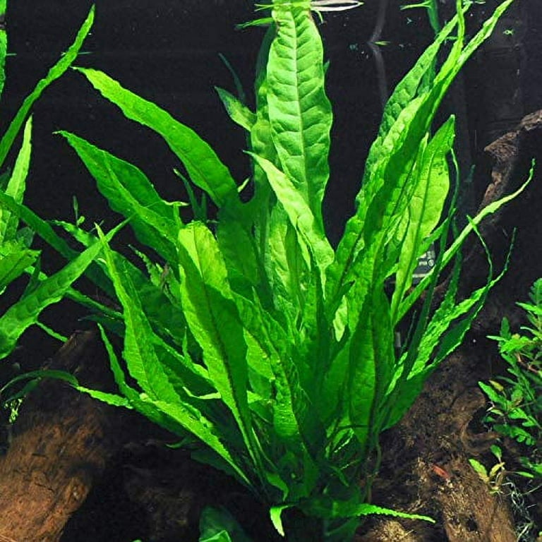 Java Fern Bare Root | Microsorum Pteropus - Low Light Freshwater Aquarium Plant Java Fern Bare Root | Microsorum Pteropus - Low Light Freshwater Aquarium Plant