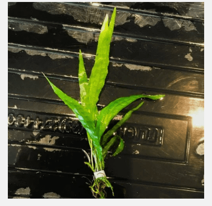 Java Fern Live Aquarium Plant (Microsorum pteropus)