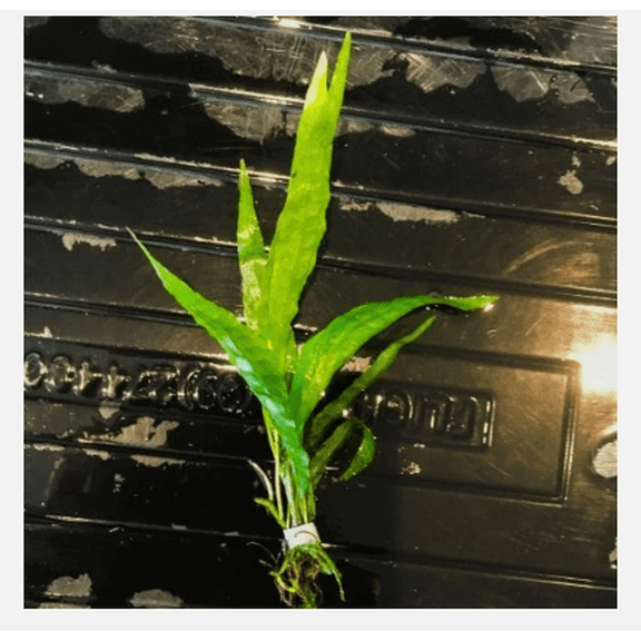 Java Fern Live Aquarium Plant (Microsorum pteropus)