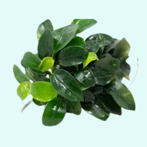 Anubias Barteri (Nana) Bare Root Size: Small (1-3 Inches) Live Aquarium Plants BUY 2 GET 1 FREE