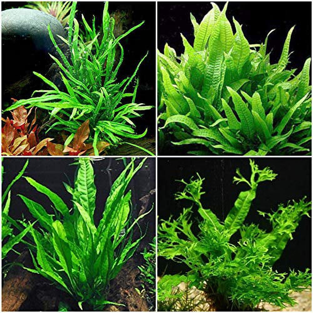 Care Guide for Java Moss – Easy, Low-Light Plant for Beginners – Aquarium  Co-Op