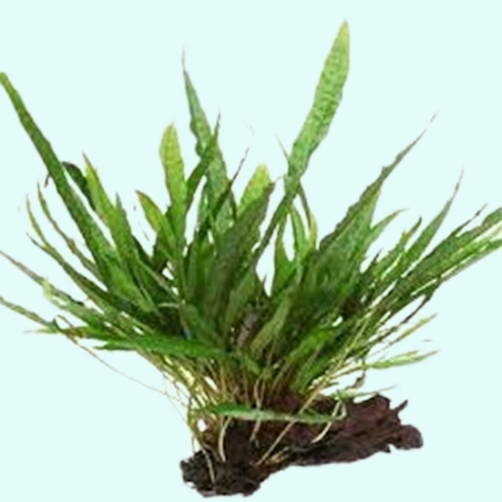 Java Fern Microsorum Size: Rooted On Lrg Driftwood (8-12") Live Aquarium Plants BUY 2 GET 1 FREE