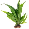 thumbnail image 1 of Java Fern Microsorum Size: Large 10+ Inches Live Aquarium Plants BUY 2 GET 1 FREE, 1 of 1