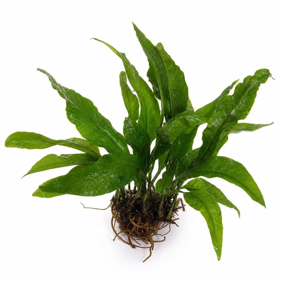 Canton Aquatics Java Fern Microsorum Live Aquarium Plant, Large 10+ Inches