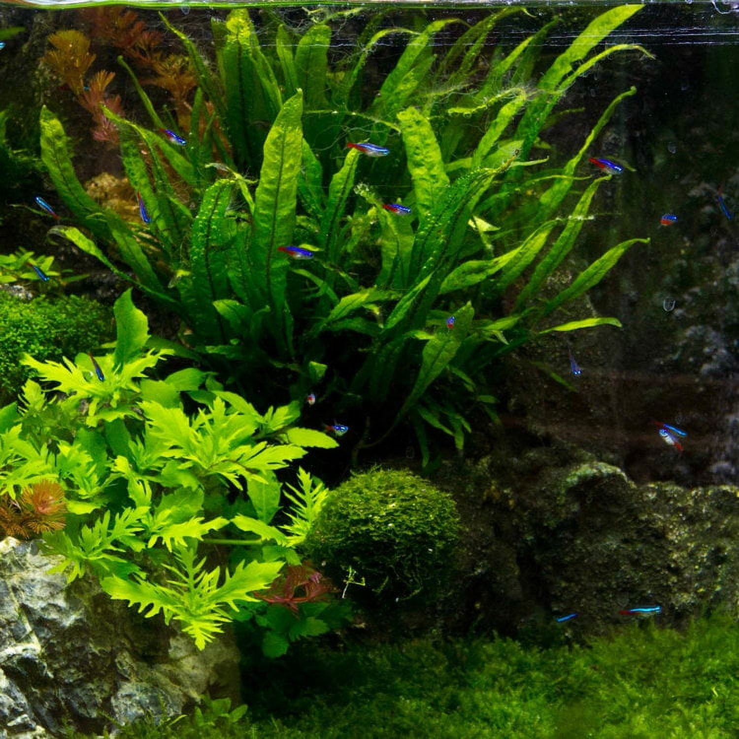 Java Fern Aquascape