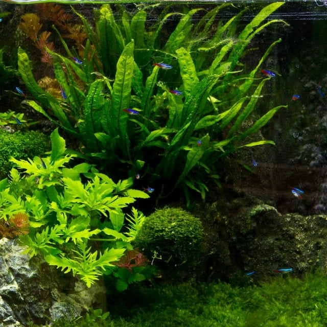 Freshwater Aquatic Java Fern Microsorum Pteropus Live Aquarium Plants ...