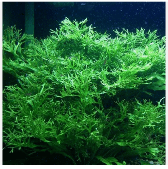 Java Fern Microsorum Windelov Live Aquarium Plant, Easy Freshwater Aquatic Plant