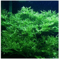 thumbnail image 1 of Java Fern Microsorum Windelov Live Aquarium Plant, Easy Freshwater Aquatic Plant, 1 of 5