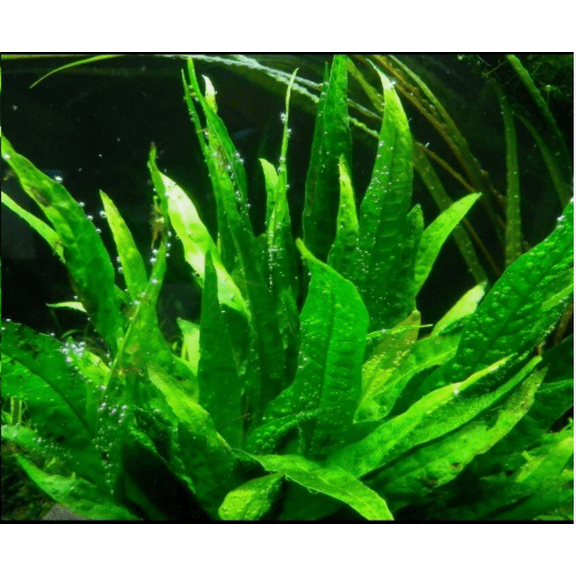 Java Fern (Microsorum pteropus)  Live Freshwater Aquarium Plant  Beginner Friendly