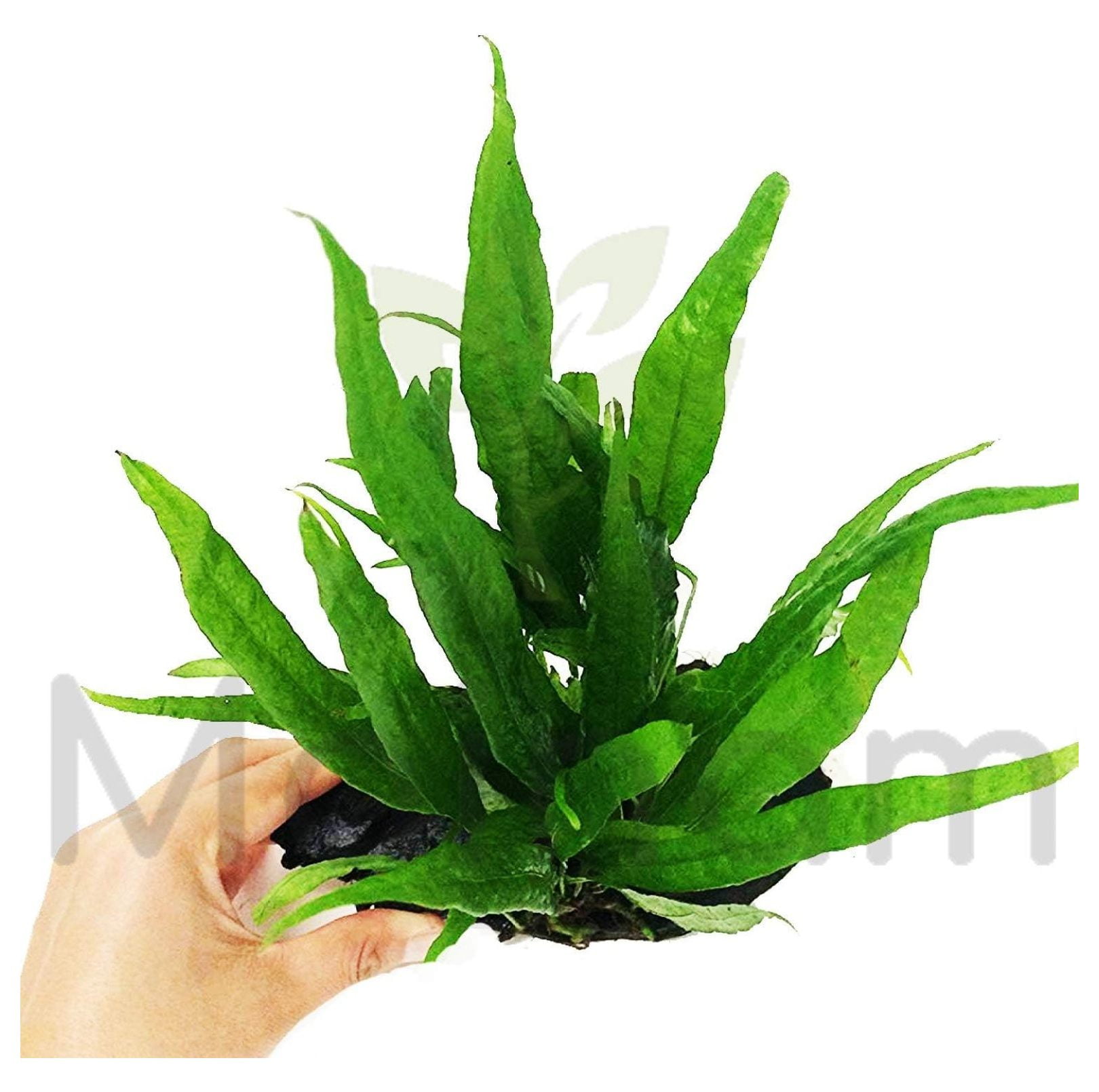 Java Fern Planted on Driftwood Microsorum Pteropus Freshwater Easy Low ...