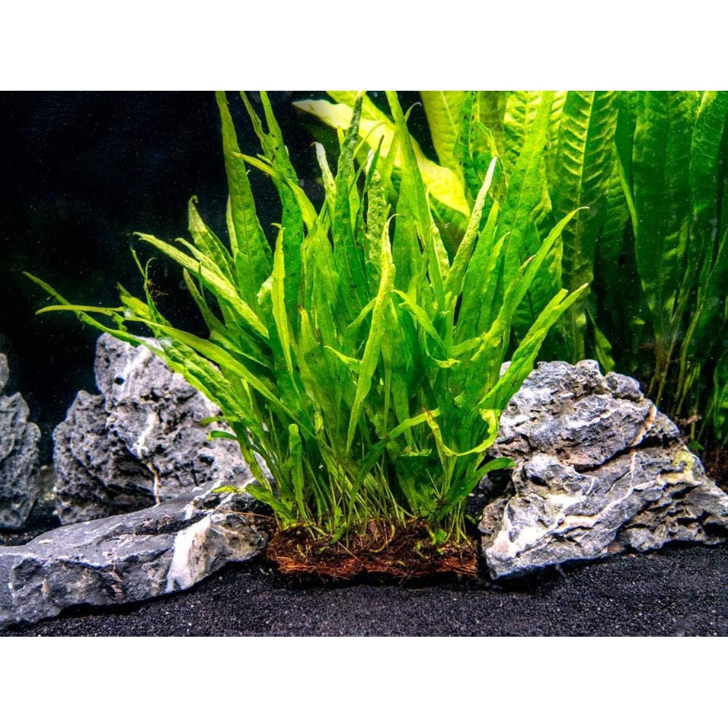 Java Fern Planted on Plate - Easy Low Light Aquatic Plant - Walmart.com