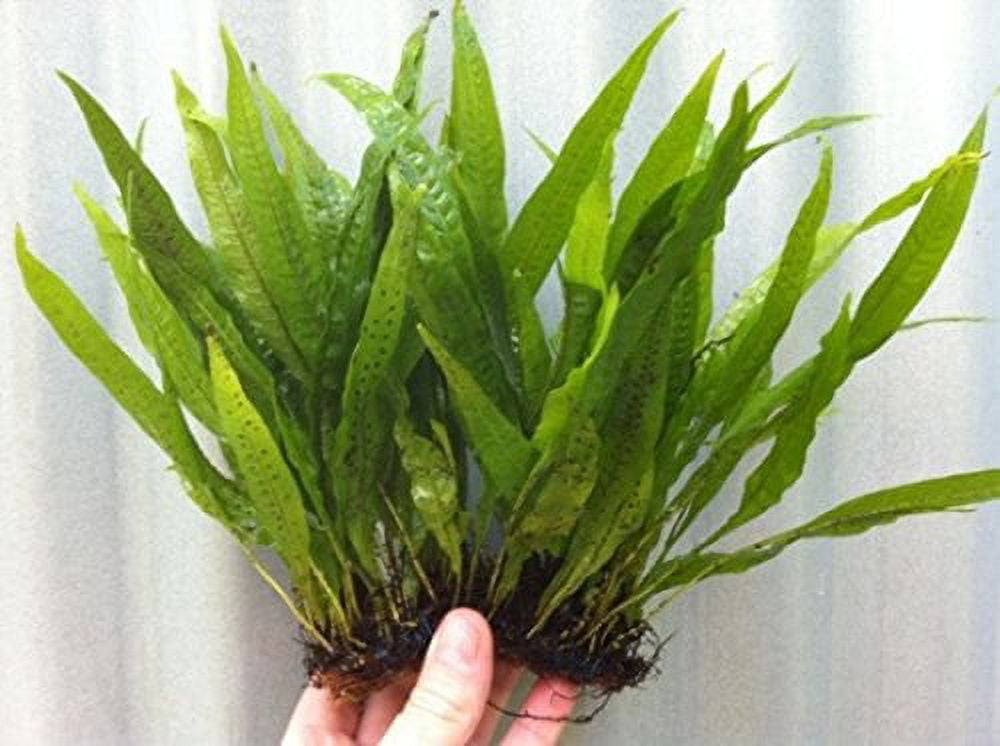 AQUARIUM PLANTS DISCOUNTS Java Fern on 3 x 2.5 Coco Mat | Microsorum Pteropus - Easy Tropical Live Aquarium Plant