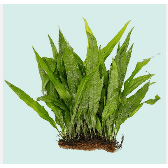 Java Fern on Half Mat  Live Aquarium Plant for Freshwater Tanks, Easy Low Light Plant