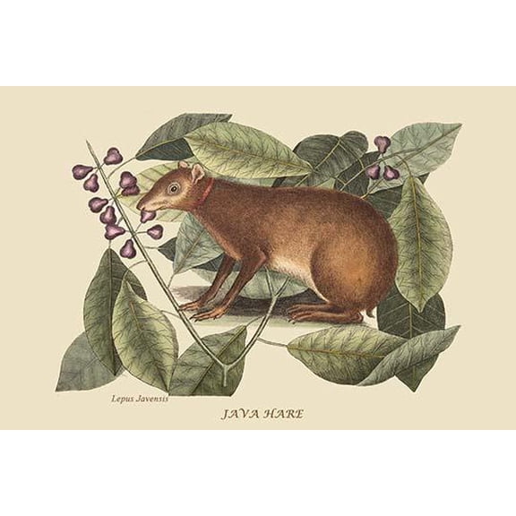 Java Hare-Fine Art Canvas Print (20" x 30")