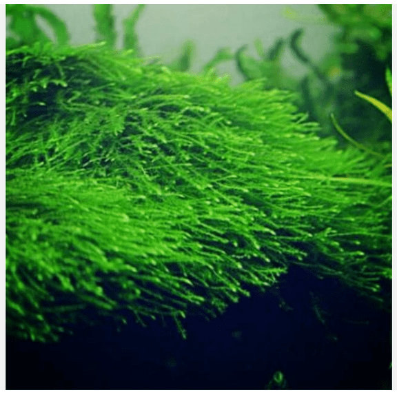 Java Moss Live Aquarium Plant (Taxiphyllum barbieri)