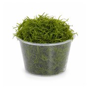 Java Moss Taxiphyllum Barbieri Portion Live Aquarium Plants BUY2 GET1 FREE