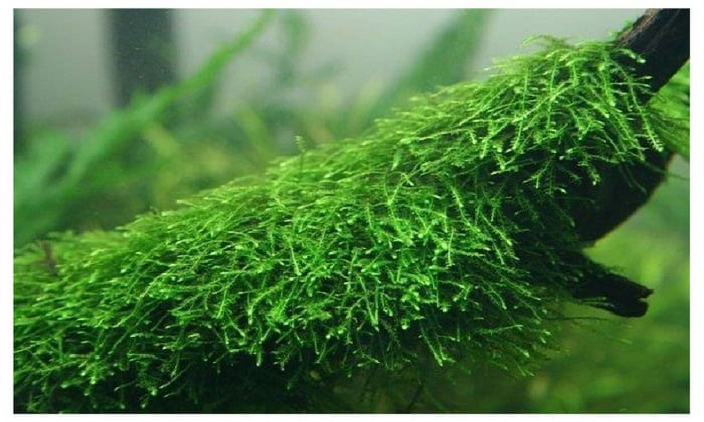 Java Moss Vesicularia Dubyana Live Aquarium Plants BUY 2 GET 1 FREE