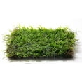 thumbnail image 1 of Java Moss on 2 x 4 mat - Foreground Carpet Aquarium Plant, 1 of 2