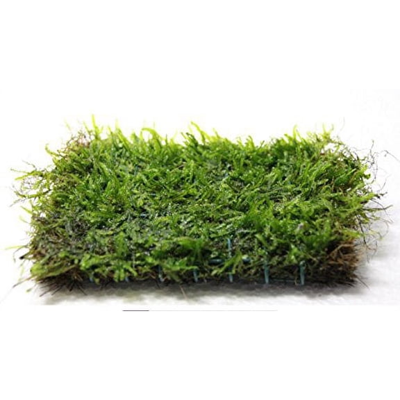 Java Moss on 2 x 4 mat - Foreground Carpet Aquarium Plant
