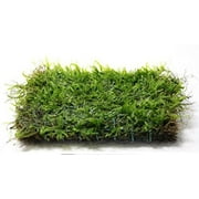 Java Moss on 2 x 4 mat - Foreground Carpet Aquarium Plant