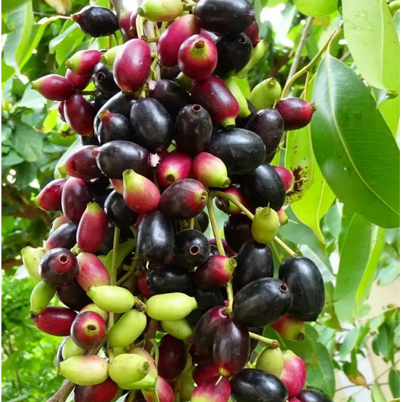 Java Plum Tree Black Plum Fruit Plant Syzygium Cumini Jamun Tree 1.5-2 Feet Tall Gal Pot